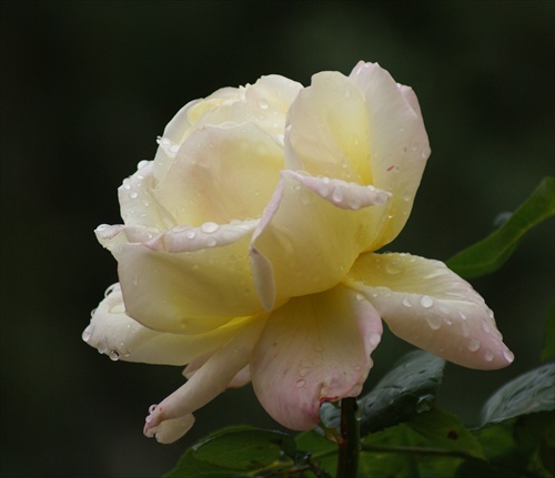 Žltá ruža...