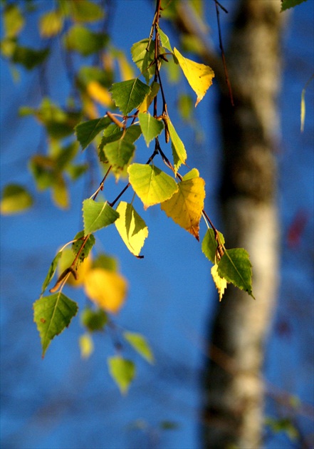 Listy brezy