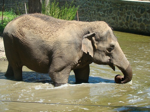zoo slon