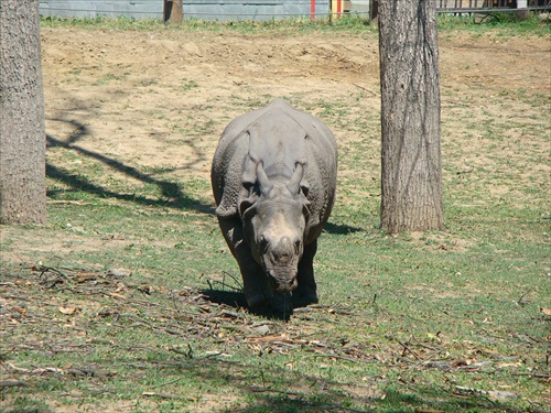 zoo nosorožec