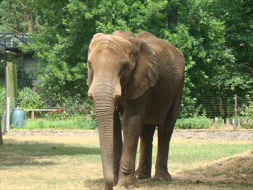 zoo slon afrika
