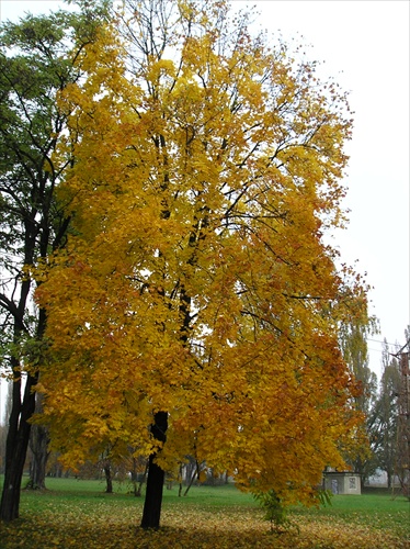 Strom na jeseň