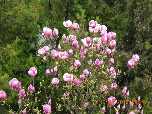 magnolia za rana