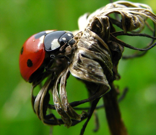 Kde je púúúúpavka......