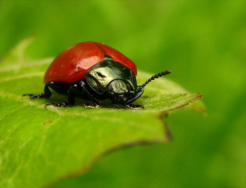 Červený chrobák