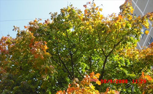 Jesenné farby na sídlisku