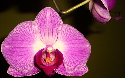.. orchidea ..