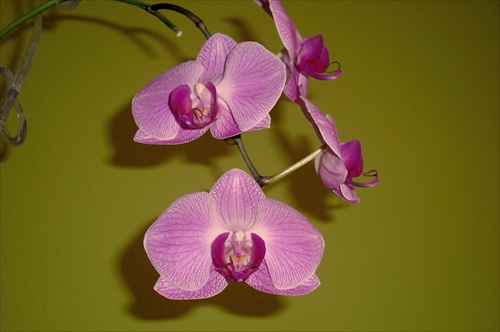 .. orchidea ...