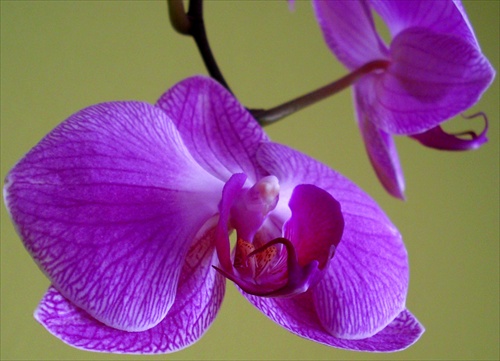 ... orchidea ..