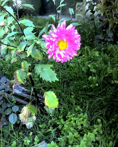 septembrová chryzantéma