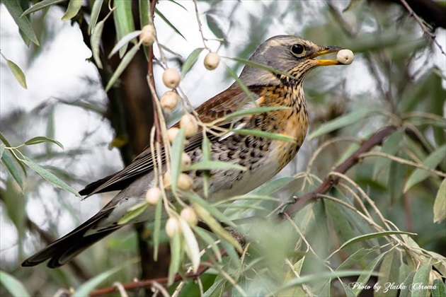 Turdus