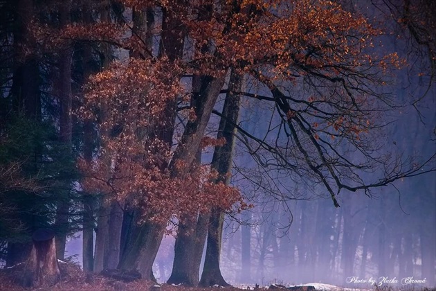 Stromy v hmle