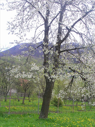 jar je tu