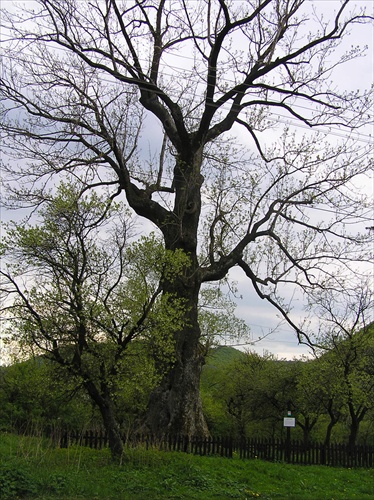 starý strom