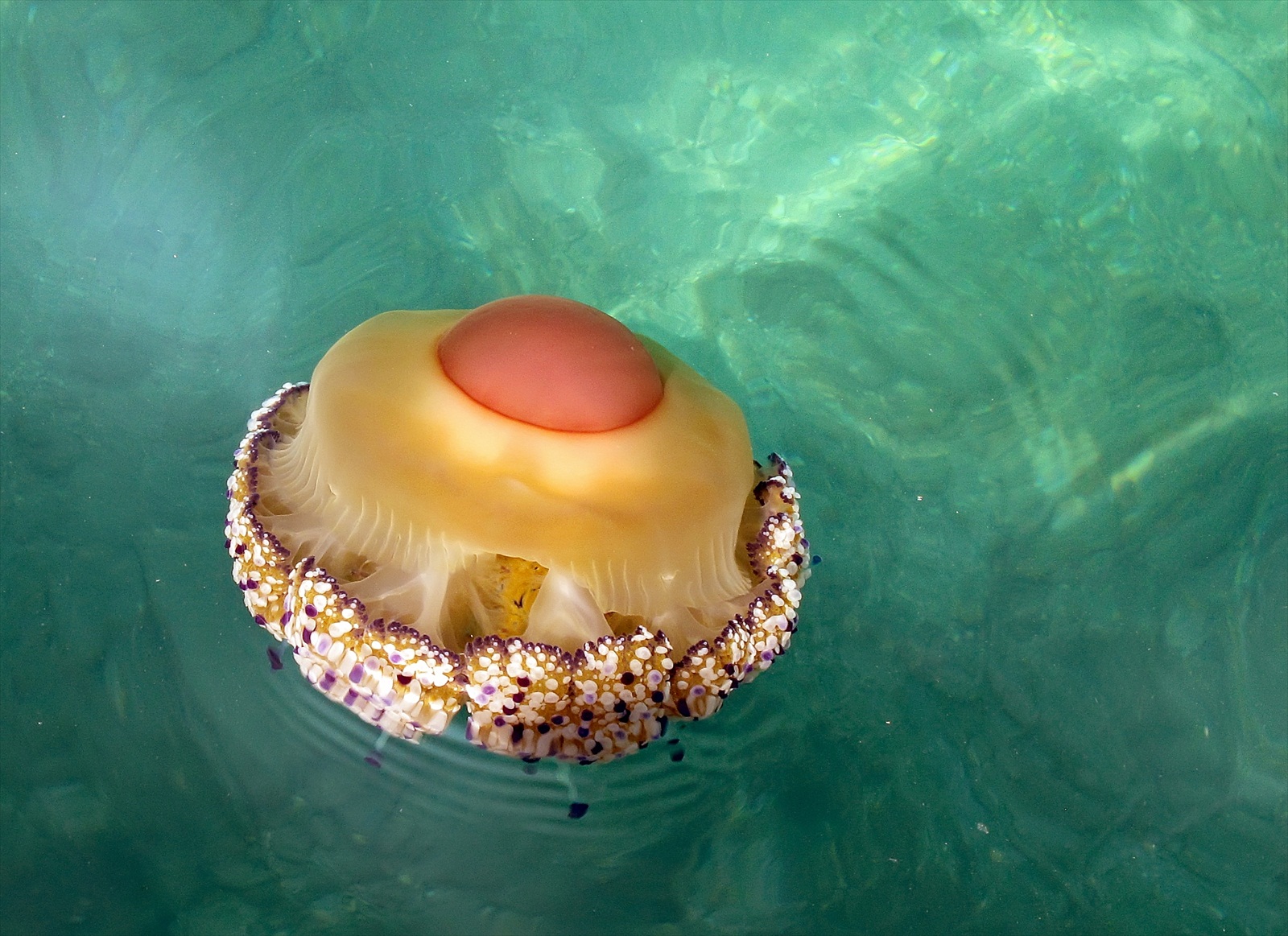 Medúza v Jadranskom mori-Vrsar