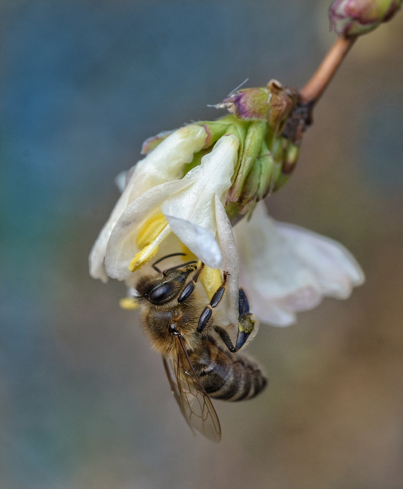 Včielka medonosna🐝