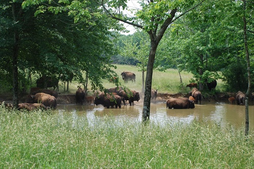 Smädné bizóny