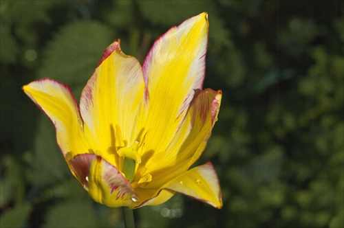 Tulipány v našej záhrade 2
