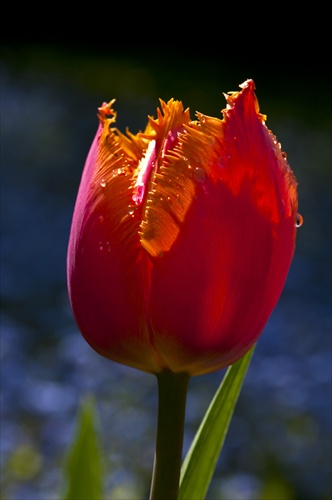 Tulipány v našej záhrade 3