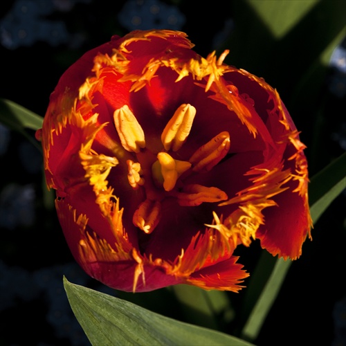 Tulipány v našej záhrade 4