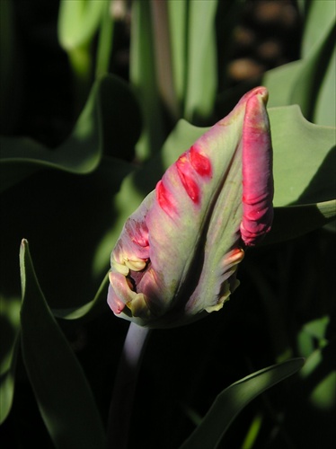 tulipán2