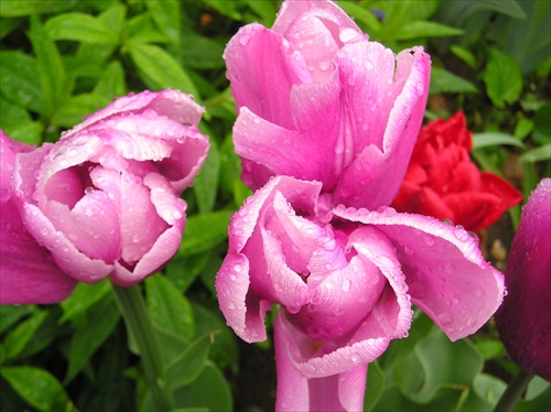 tulipány2