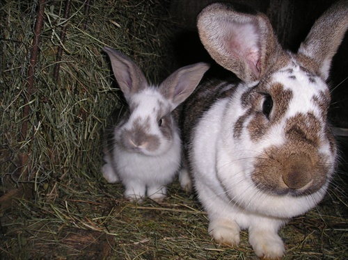 mama zajačica a malý zajko