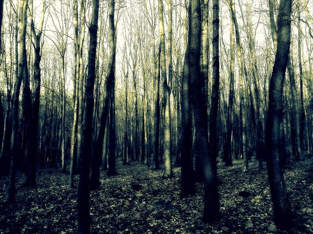 v temnom lese