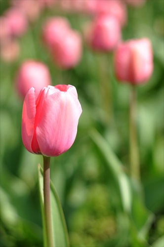 Fanfán tulipán...
