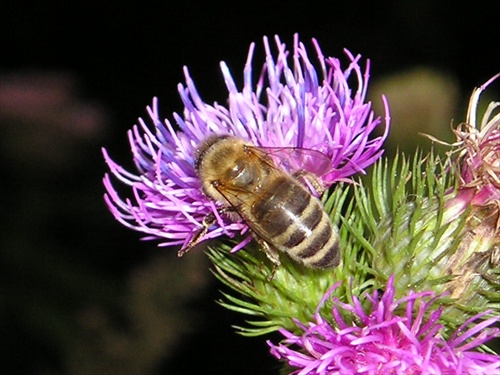 Včela 1