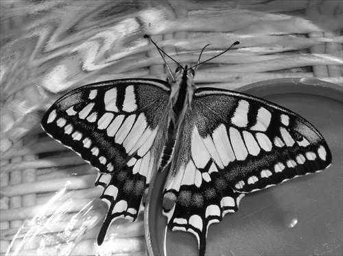 motýľ v smútku