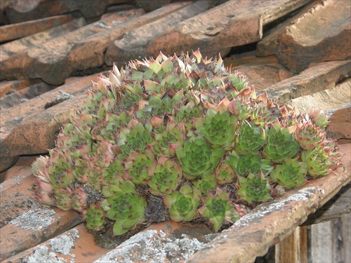 rastlinka na streche