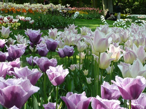 Pestrost tulipanov