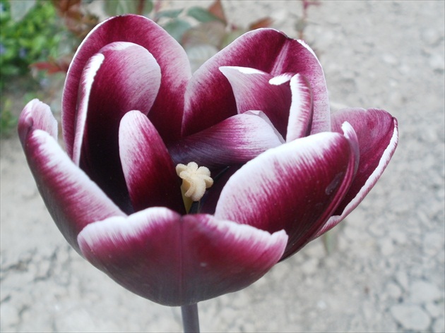 Tulipán II