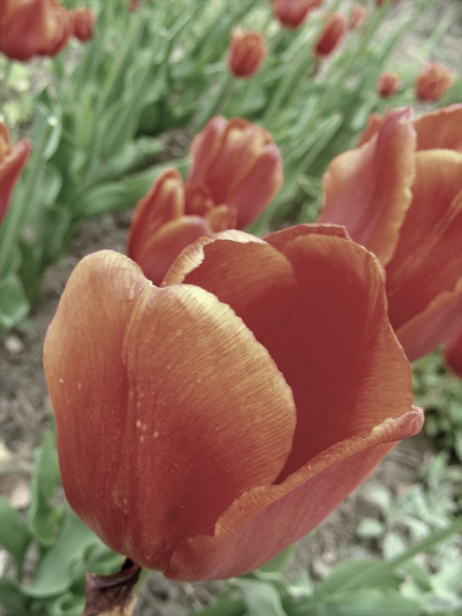 tulipány 2.