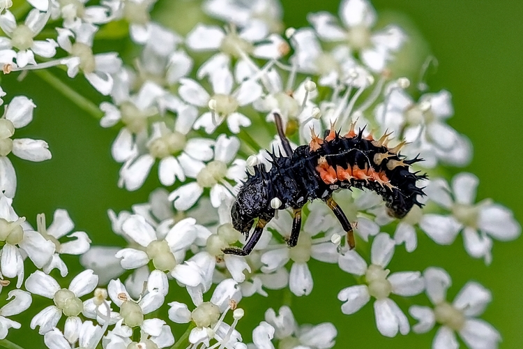 larva lienky
