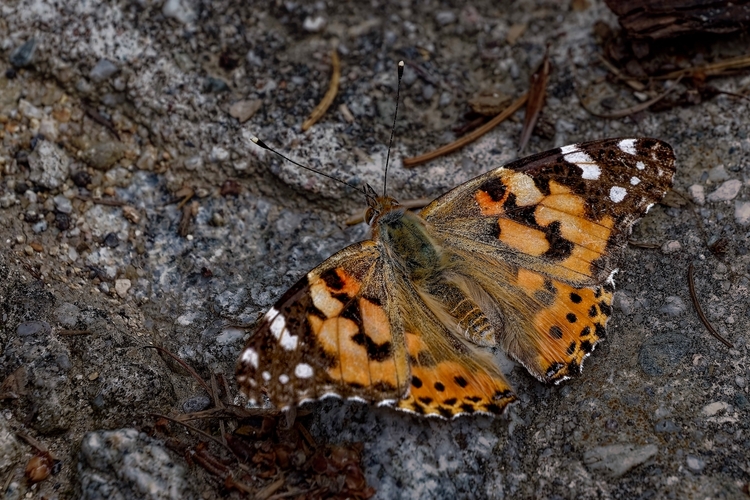Babočka bodliaková – Vanessa cardui