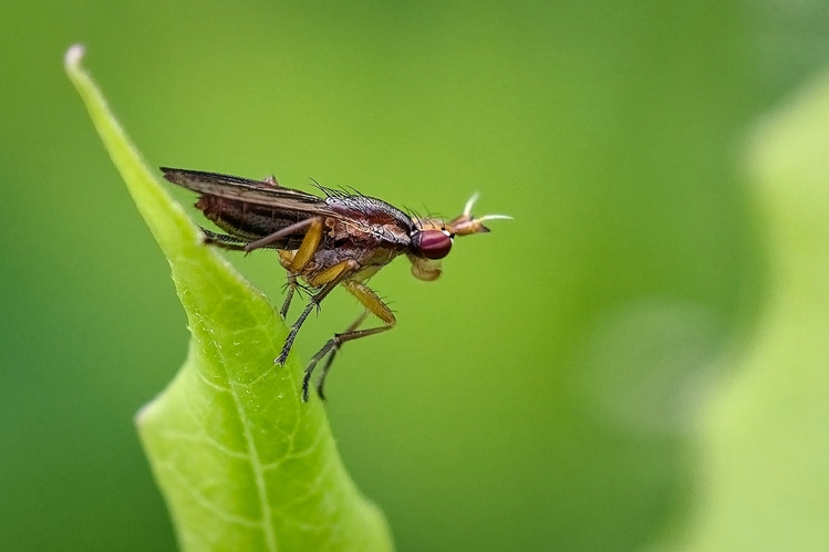 smútivka (Sciaridae)