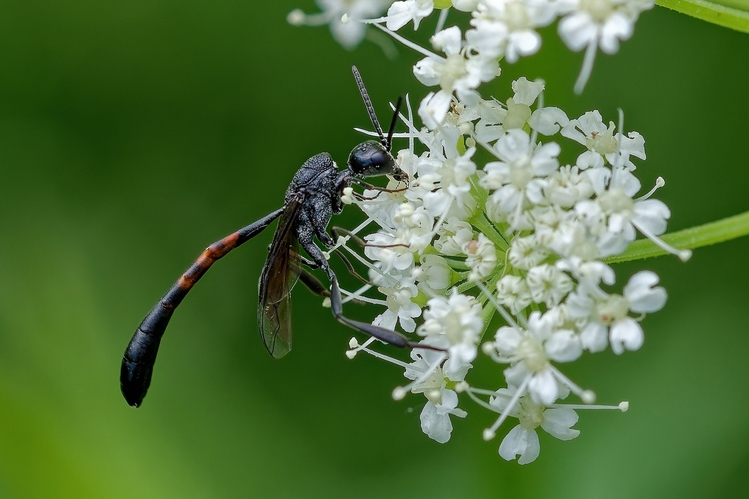 osička Pimpla rufipes