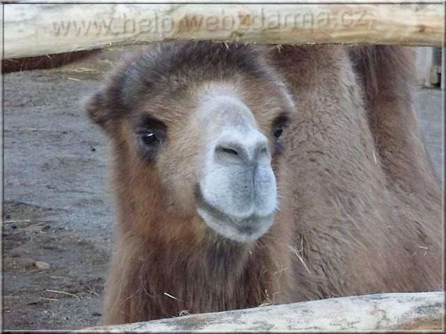 Ťava dvojhrbá (Camelus bactrianus)
